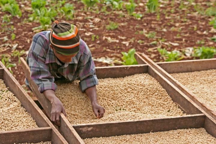 Operações com derivativos - Hedge Mercado de commodities Um plantador de café colherá sua produção em um determinado mês futuro, mas ainda não definiu o preço de venda.