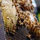 Os danos ao meio ambiente podem ser vários... Morte em massa de abelhas Contaminação do solo e do alimento Contaminação de nascentes, cursos d'água.