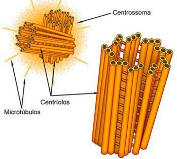 centrossomo; γ-tubulina