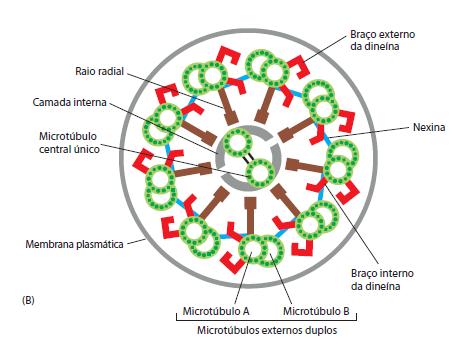 MICROTÚBULOS Proteínas Motoras: ESTRUTURA DE CÍLIOS E FLAGELOS