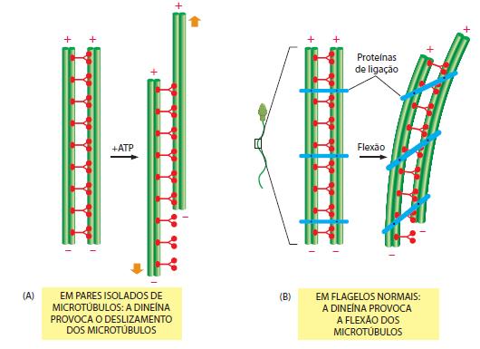 MICROTÚBULOS Proteínas