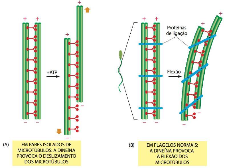 MICROFILAMENTOS