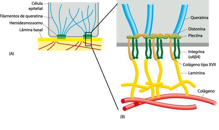 Adesões celulares Adesões Célula-MEC -Hemidesmossomos Ligação das células à