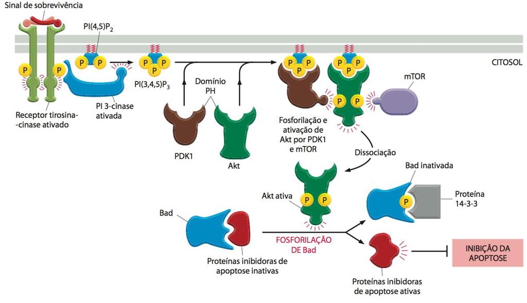 Inibição da Apoptose via proteína