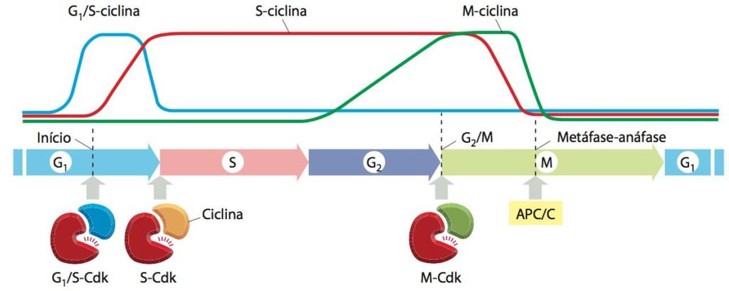 Kinases