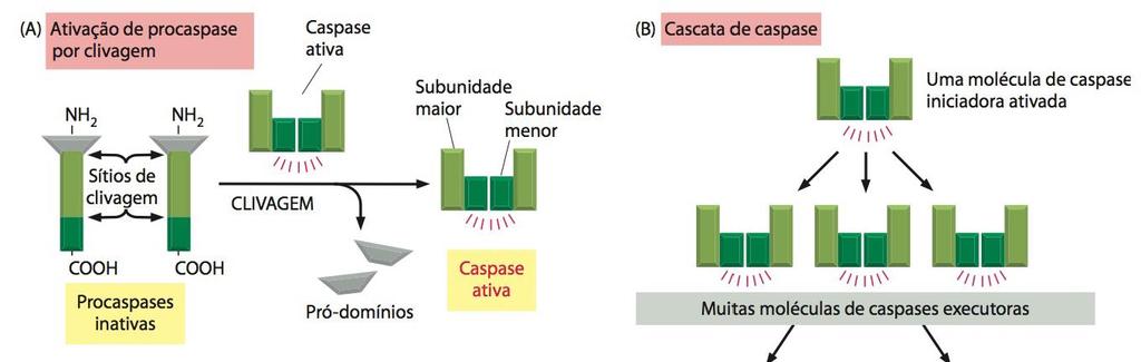 Morte celular Apoptose Depende de enzimas proteolíticas: Caspases Presentes em células animais