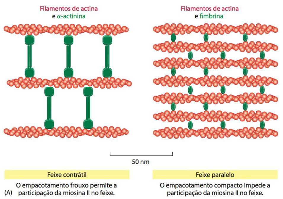 MICROFILAMENTOS