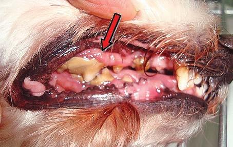 Figura 9 - Cão da raça poodle com periodontite leve. Fonte: Arquivo pessoal. Figura 12 - Cadela SRD com perda dentária de grande parte dos incisivos.