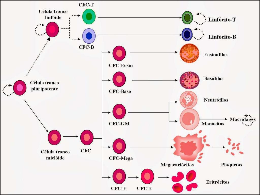 Imagem 21 Hematopoese das células sanguíneas. 6. HEMOSTASIA Hemostasia é o conjunto de mecanismos que faz conter uma hemorragia (perca sanguínea).