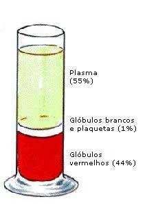 Imagem 1- Elementos do Sangue.