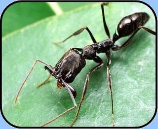 Filo Arthropoda (Artrópodes) Características Gerais: - Apêndices corporais articulados (patas,antenas, etc).