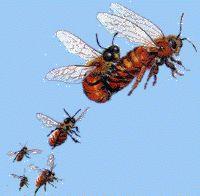 Classe Insecta - Algumas espécies vivem em sociedade: Abelhas: - Uma colméia pode ter até 100 mil indivíduos; - Existem 3 castas: rainha, zangão e operárias.