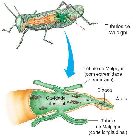 Classe Insecta - Algumas espécies vivem em sociedade; - São invertebrados bem adaptados ao ambiente terrestre.