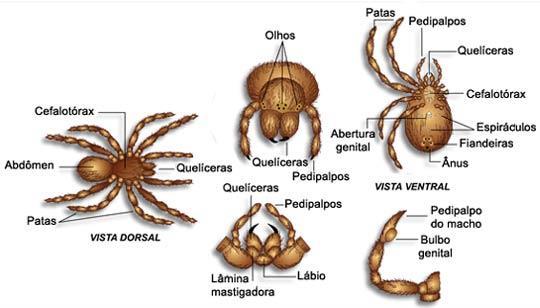 Classe Arachnida -