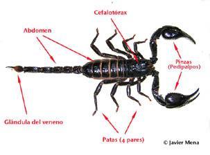 Classe Arachnida -