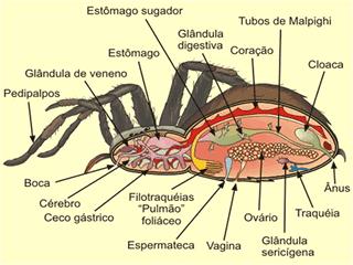 Classe Arachnida - Estruturas corporais - Respiração O pulmão foliáceo são dobras da parede abdominal ventral, formando uma bolsa onde várias lamelas paralelas