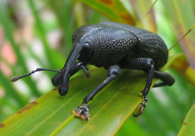 Filo Arthropoda (Artropódes) Características Gerais: - Em alguns artrópodes,