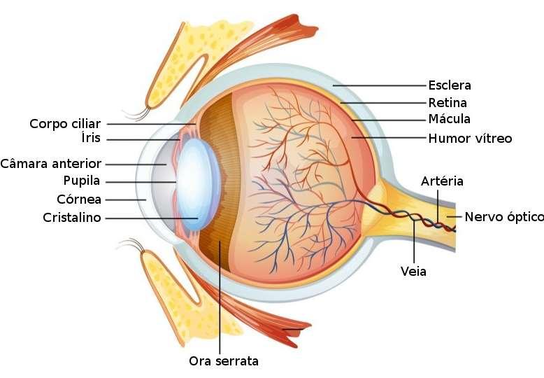 todo o globo ocular chegando no fundo do olho especificamente na retina que lá possuem foto-sensores que transformam a luz em impulsos elétricos que são transmitidos para o sistema nervoso chegando