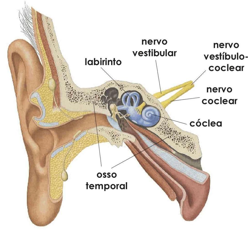 Figura 40: ouvido humano Fonte: http://www.vertigemetontura.com.