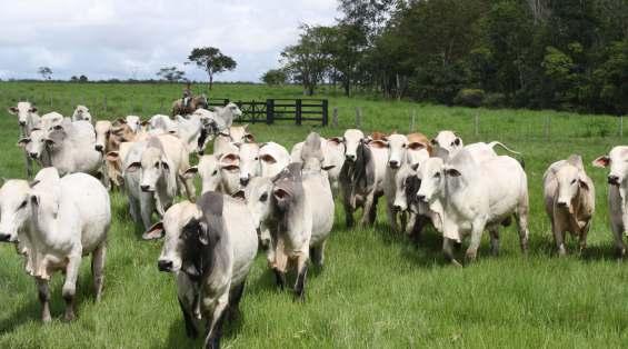 SUPER ALHO + FERRO BENEFÍCIOS AO MEIO AMBIENTE (BIOCONTROLE): Auxilia no equilibrio do manejo das pulverizações.