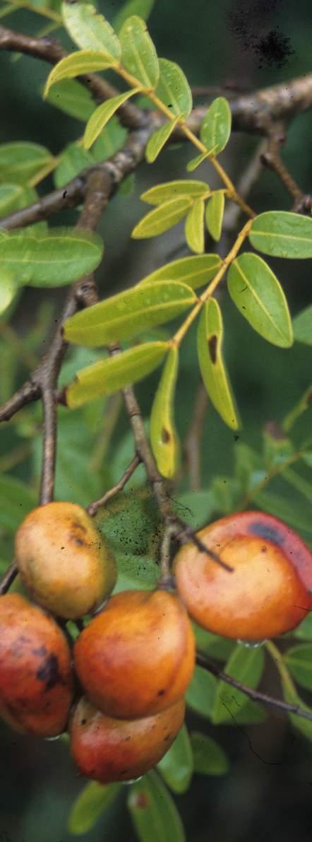 Copaíba (Copaifera paupera) Um dos únicos óleo-resina amazônico, um bálsamo, assim a copaíba é conhecida.