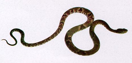COBRAS A jararaca, também conhecida por caiçaca, jararacuçu, urutu ou cotiara, é uma cobra que vive em locais