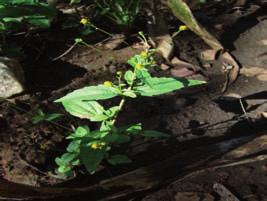 São comuns em cerrados e campos rupestres