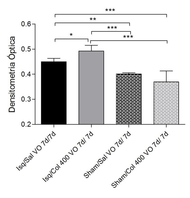 O teste de comparação múltipla de Newman-Keuls está representado na tabela 17 e mostrou diferença significante de p 0,001 entre os grupos Isq/Sal VO 7d/7d x Sham/Col 400 VO 7d/7d, Isq/Col 400 VO