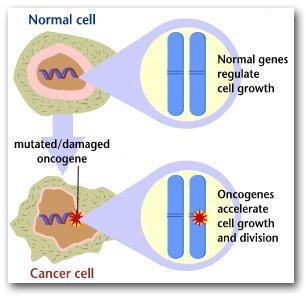 Oncogenes (Acelerador) São genes mutados