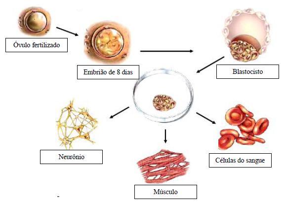 (UNIR-Adaptada) Analise as células