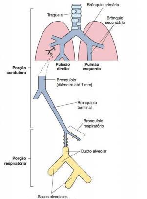 1. SISTEMA RESPIRATÓRIO O sistema respiratório tem como principal função a troca gasosa, consistindo na captação de O 2 do ar inspirado para o sangue e retirada do CO 2 do organismo para sua