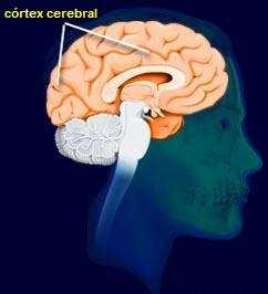 O Neurónio Os neurónios estão localizados principalmente no córtex cerebral, a substância cinzenta do cérebro.