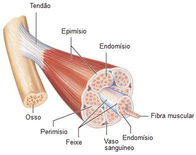 Músculo Esquelético - Organização Fibras musculares organizadas em