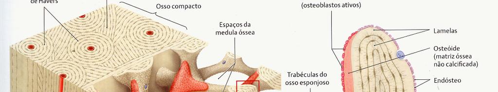 Composição Orgânica do Osso Células: Osteoblastos
