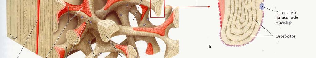 maduras dos ossos Osteoclastos células grandes
