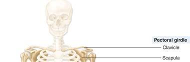 O osso é uma forma rígida de tecido conjuntivo que