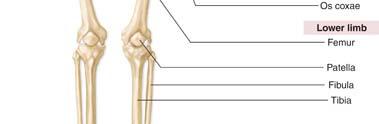 CÉLULAS SANGUÍNEAS (extremidades dos ossos longos,