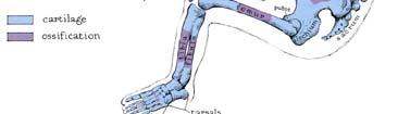 Frontal, parietal, temporal, occipital e