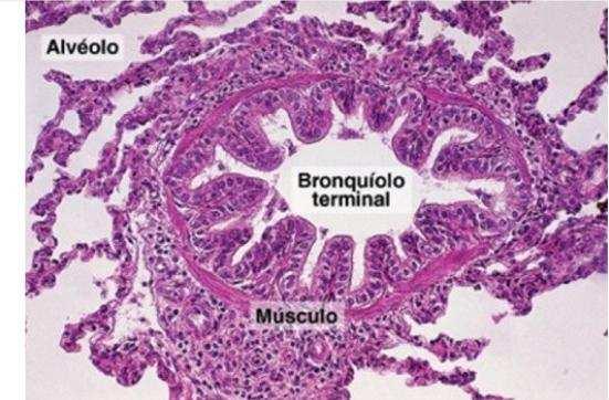 O epitélio dos brônquios apresenta os corpos neuroepiteliais, 80ma 100 cells, contem grânulos de secreção e recebem terminações nervosas colinérgicas. Quimiorreceptores.