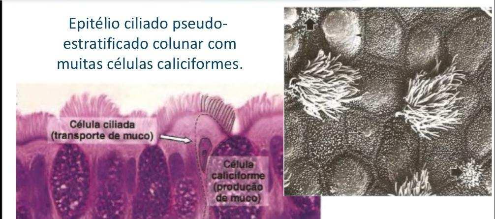 3. HISTOLOGIA DO APARELHO RESPIRATÓRIO 3.1 INTRODUÇÃO O pulmão existe para a troca gasosa.