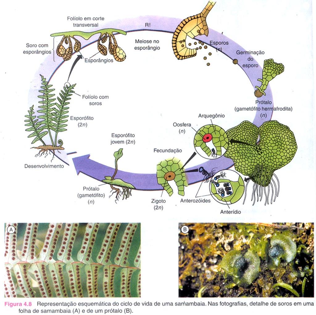Pteridófitas: - São vasculares; - A fase gametofítica(n) é passageira e a esporofítica(2n) é duradoura; - O gametófito(n) é