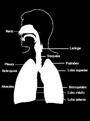 Constituição Vias Respiratórias: - fossas nasais; - faringe - laringe; - traqueia; - brônquios; -
