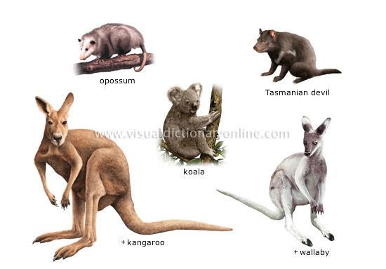 Marsupiais (Metatérios) = filhotes nascem ainda