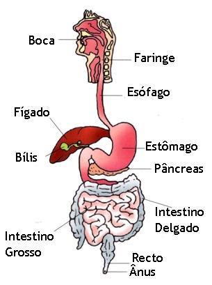 Sistema digestivo do Homem O sistema digestivo é um conjunto de órgãos que transformam os