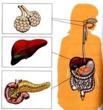 Constituição do sistema digestivo Tubo Digestivo Conjunto de órgãos por onde passam os alimentos durante a digestão. Constituição: 1- Boca 2- Faringe 3- Esófago 4-Estômago 5-Intestino delgado.