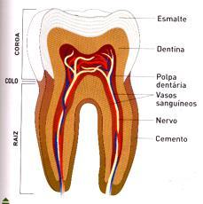 Dentes Os dentes são órgão duros que estão inseridos nos maxilares e