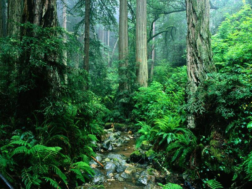 Definições Meio ambiente Art.