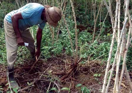 SASOPServiço de Assessoria a Organizações Populares Rurais Fortalecimento da Agricultura Familiar Agroecológica O SASOP é uma organização da sociedade civil que desde 1989 vem contribuindo para