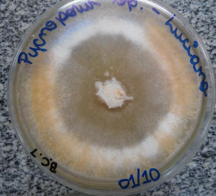 Figura 14. Crescimento do fungo Pycnoporus sp.