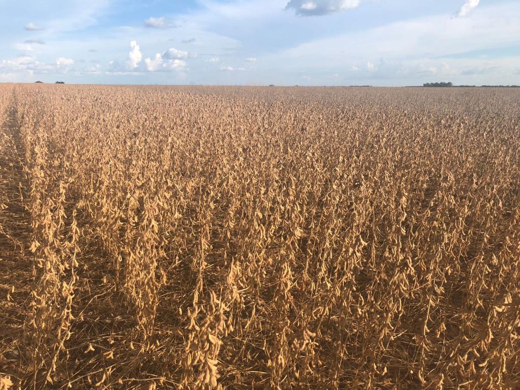 A força de uma marca tradicionalíssima. E Embrapa tem enorme importância no desenvolvimento da agricultura brasileira.